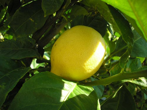 Lemon Picture by Adam Smith